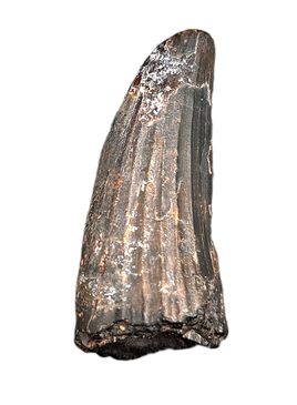 Suchomimus Tooth