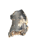 Eococharia Tooth, Elrhaz Formation