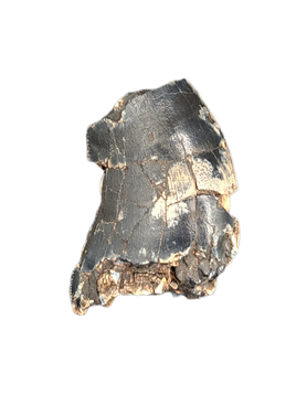 Theropod Tooth, Elrhaz Formation