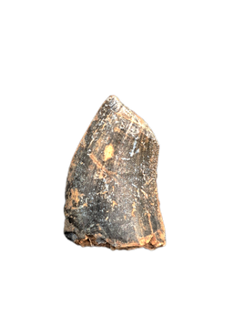 Eocacharia Tooth, Elrhaz Formation