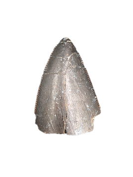 Torvosaurus Tooth, Morrison Formation