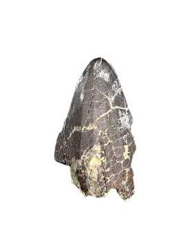 Haplocanthosaurus Tooth, Morrison Formation