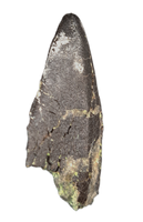 Probable Brachiosaurus Tooth, Morrison Formation
