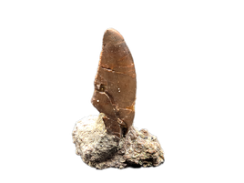 Allosaurus Tooth