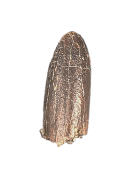 Apatosaurus Tooth