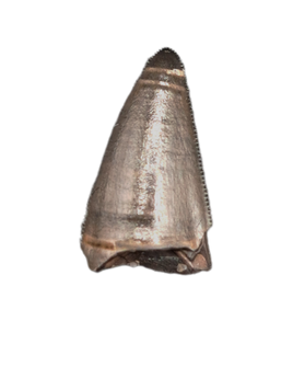 French Theropod Tooth, 140 Million Years Old