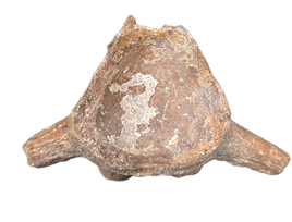 Mosasaur Vertebrae, Pierre Shale,