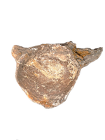 Mosasaur Vertebrae, Pierre Shale