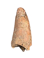 Theropod Tooth, Late Cretaceous Madagascar