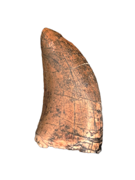 Afrovenator Tooth, Mid Jurassic of Africa
