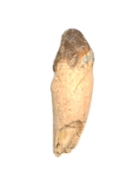 Archaeorherium (Hell Pig) Rooted Tooth, Brule Formation