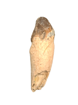 Archaeorherium (Hell Pig) Rooted Tooth, Brule Formation
