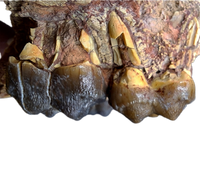 Archaeorherium (Hell Pig) Jaw Section with 3 Teeth, Brule Formation