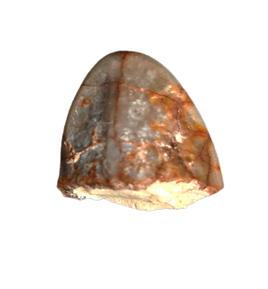 Subyhyracodon Canine Tooth Tip,  Brule Formation