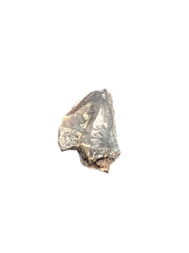 Homogalax (Basal Ungulate), Wasatch Formation, Utah