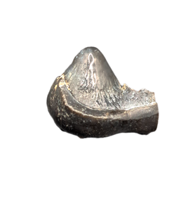 Homogalax (Basal Ungulate), Wasatch Formation, Utah