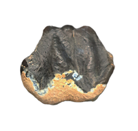 Homogalax (Basal Ungulate), Wasatch Formation, Utah