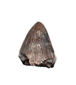 Deinosuchus (Crocodile) Tooth from Alabama