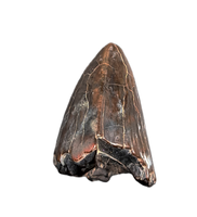 Deinosuchus (Crocodile) Tooth from Alabama
