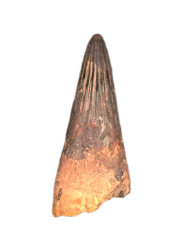 Pliosaur Tooth