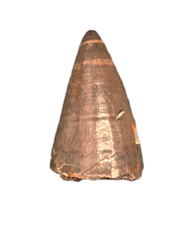 French Theropod Tooth, 140 Million Years Old