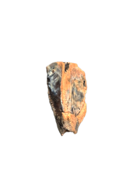 Parasaurolophus Tooth, Judith River Formation