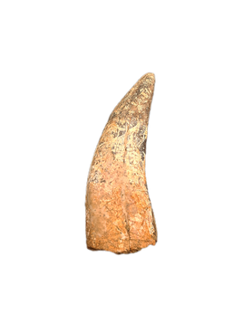 Tyrannosaurus Rex Tooth