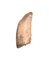 Tyrannosaurus Rex Tooth