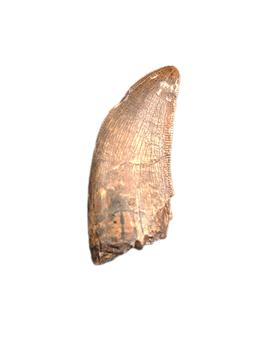 Tyrannosaurus Rex Tooth