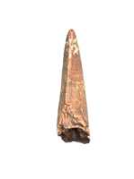 Tyrannosaurus Rex Tooth