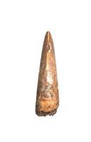 Tyrannosaurus Rex Tooth