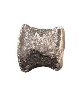 Maiasaura Vertebrae, Two Medicine Formation