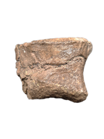 Sauropod Toe, El Mers II Formation