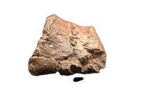 Sauropod Toe, El Mers II Formation