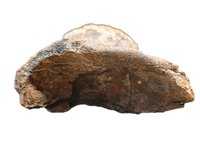 Suuwassea Vertebrae, Morrison Formation