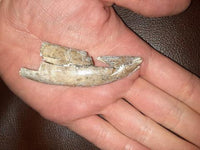 Huge 2.9"Tyrannosaur Tooth from the Judith River Formation, Some Restoration
