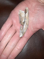 Huge 2.9"Tyrannosaur Tooth from the Judith River Formation, Some Restoration