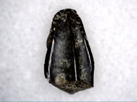 Edmontosaurus Tooth
