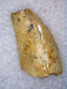 Abelisaur Tooth