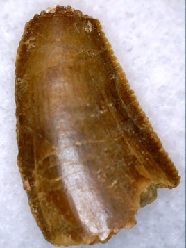 Abelisaur Tooth