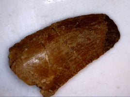 Abelisaur Tooth