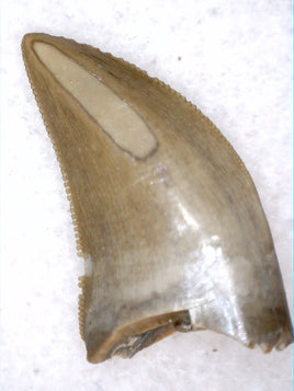 Tyrannosaur Tooth