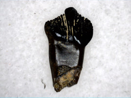 Rooted Pachycepahlosaurus tooth