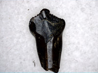 Rooted Pachycepahlosaurus tooth