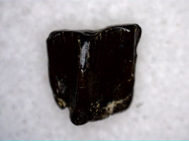 Small shed Edmontosaurus Tooth