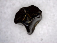 Small shed Edmontosaurus Tooth