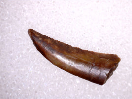 Coelophysid Tooth