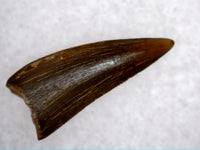 Coelophysid Tooth