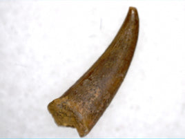 Pterosaur Tooth