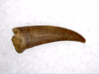 Pterosaur Tooth